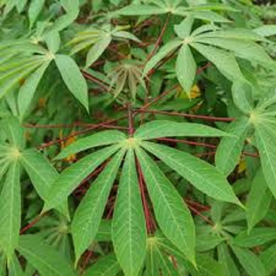 10 Health Benefits of Cassava Leaves