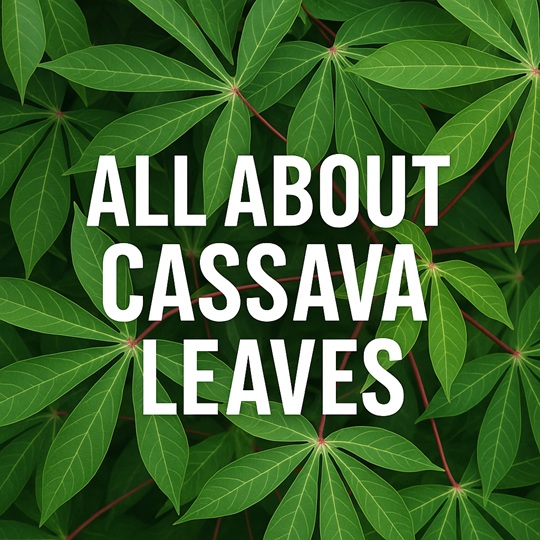 All about cassava leaves